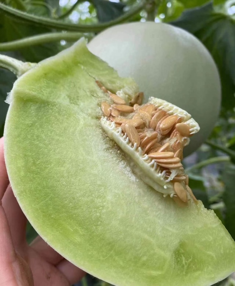 玉菇甜瓜海南玉菇甜瓜海量货源基地直发欢迎来电咨询