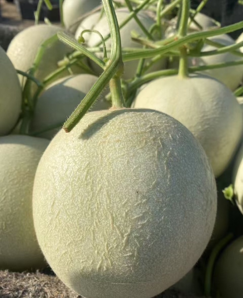 玉菇甜瓜海南玉菇甜瓜海量货源基地直发欢迎来电咨询