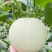 玉菇甜瓜海南玉菇甜瓜海量货源基地直发欢迎来电咨询