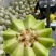 玉菇甜瓜精品白玉菇甜瓜奶香密可对接各大电商平台