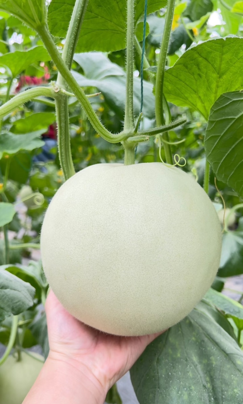 玉菇甜瓜精品白玉菇甜瓜奶香密可对接各大电商平台