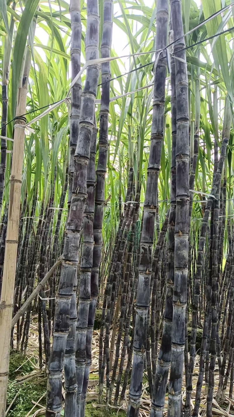广西宾阳优质黄金黑皮甘蔗正大量上市，品质好，价格优。