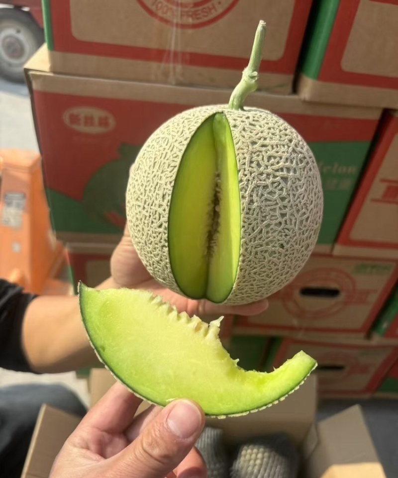 精品网纹蜜瓜网纹瓜糖度高口感脆可对接各大电商平台