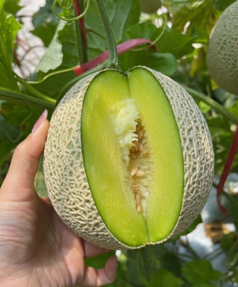 精品网纹蜜瓜网纹瓜糖度高口感脆可对接各大电商平台