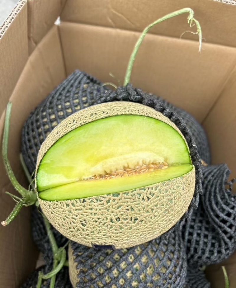 精品网纹蜜瓜网纹瓜糖度高口感脆可对接各大电商平台