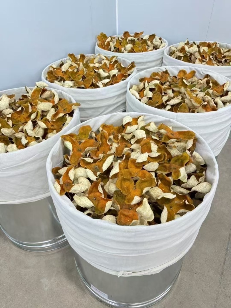 新会陈皮自家果园自产自销，东甲，天马欢迎上门采摘
