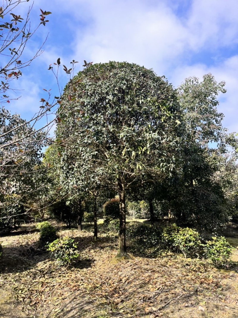 1到25公分桂花树大小均有，高杆桂花树。