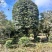 1到25公分桂花树大小均有，高杆桂花树。