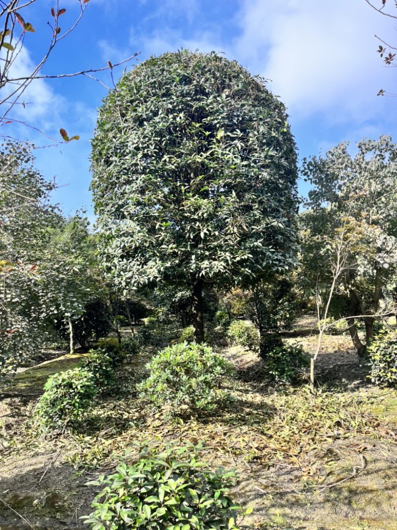 1到25公分桂花树大小均有，高杆桂花树。