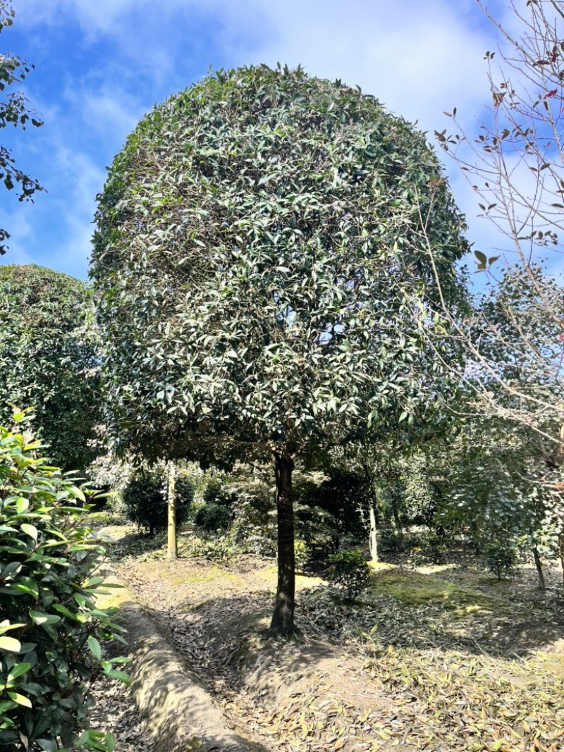 1到25公分桂花树大小均有，高杆桂花树。
