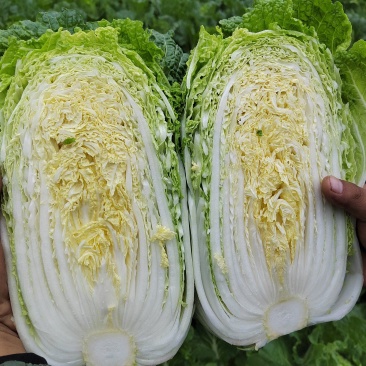 黄心白菜