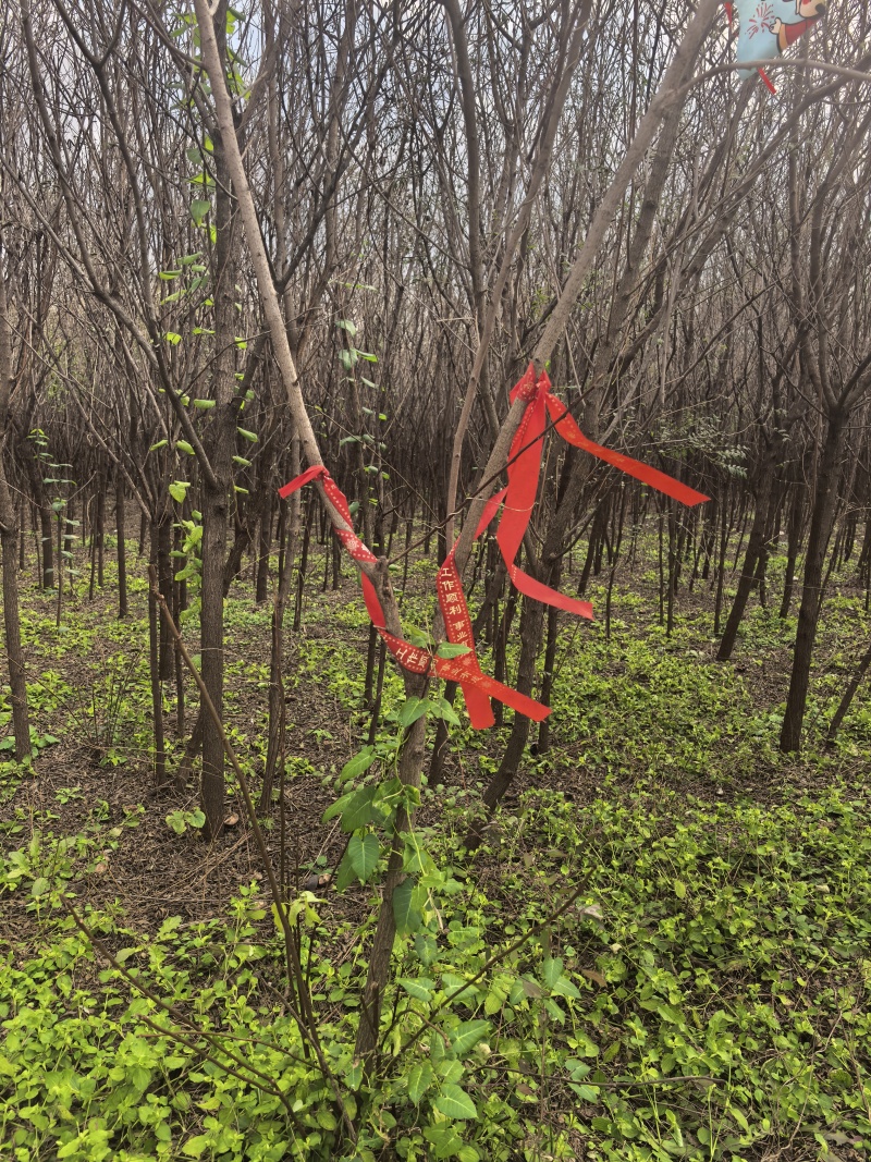 山东文冠果树苗2—5公分基地直发提供技术支持