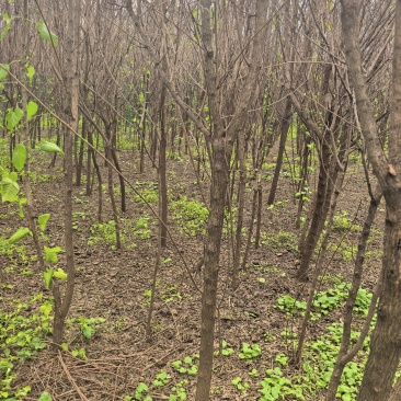 山东文冠果树苗2—5公分基地直发提供技术支持