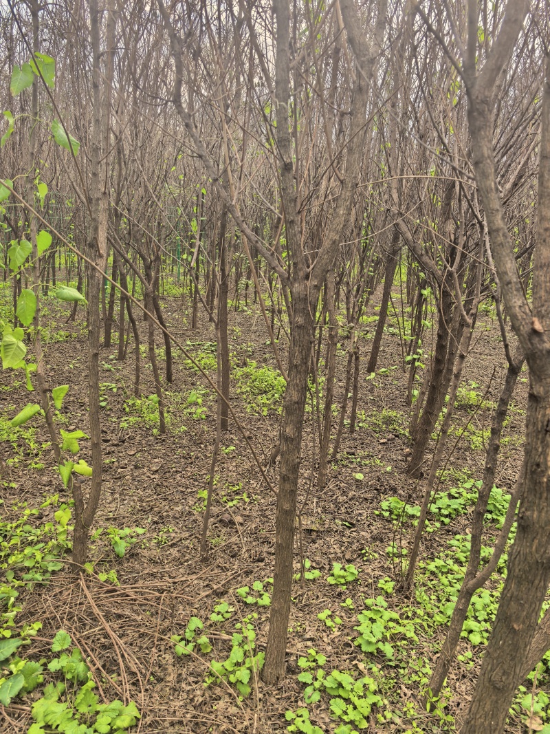 山东文冠果树苗2—5公分基地直发提供技术支持