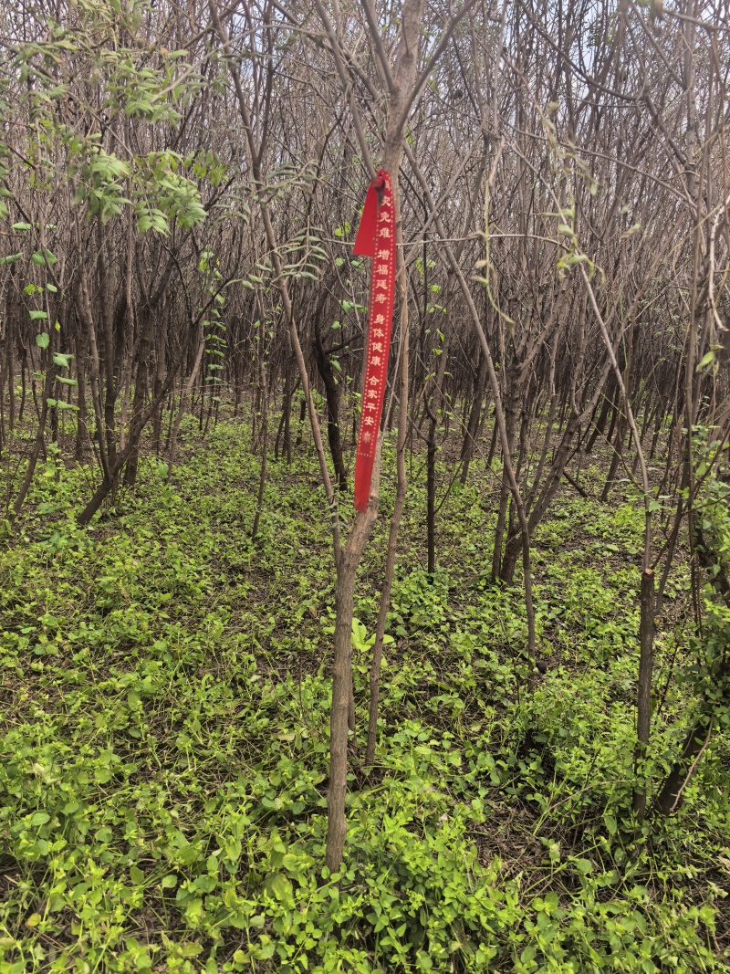 山东文冠果树苗2—5公分基地直发提供技术支持
