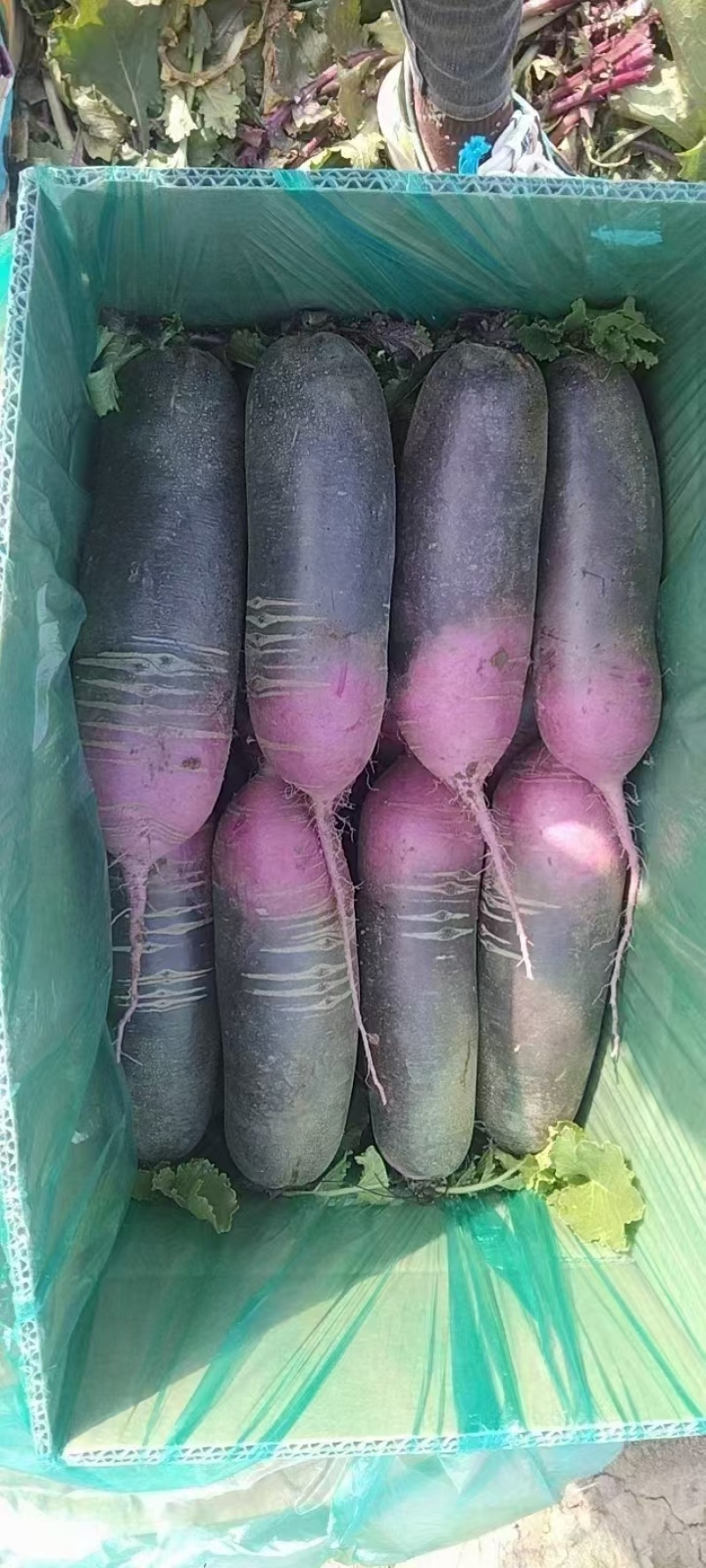 山东省肥城市水果萝卜上市中货源充足，价格合理质量上称
