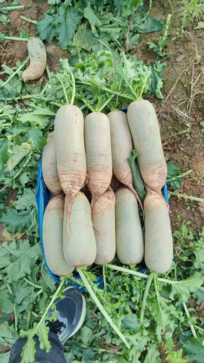 山东省肥城市水果萝卜上市中货源充足，价格合理质量上称