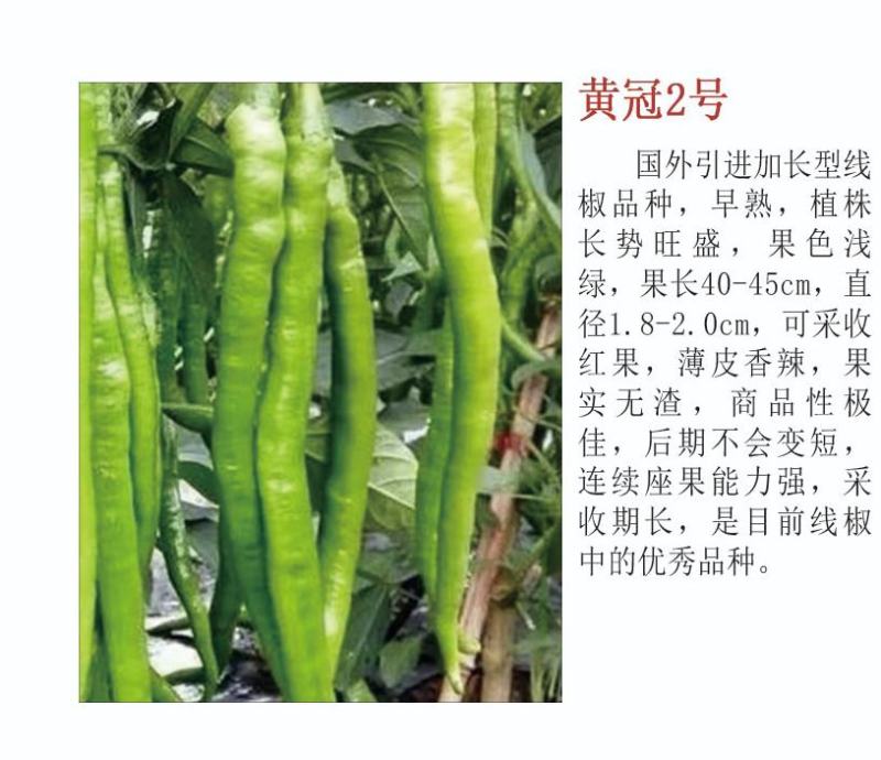 薄皮辣椒苗种子露天保护地栽培抗病毒连续坐果能力强高产大果