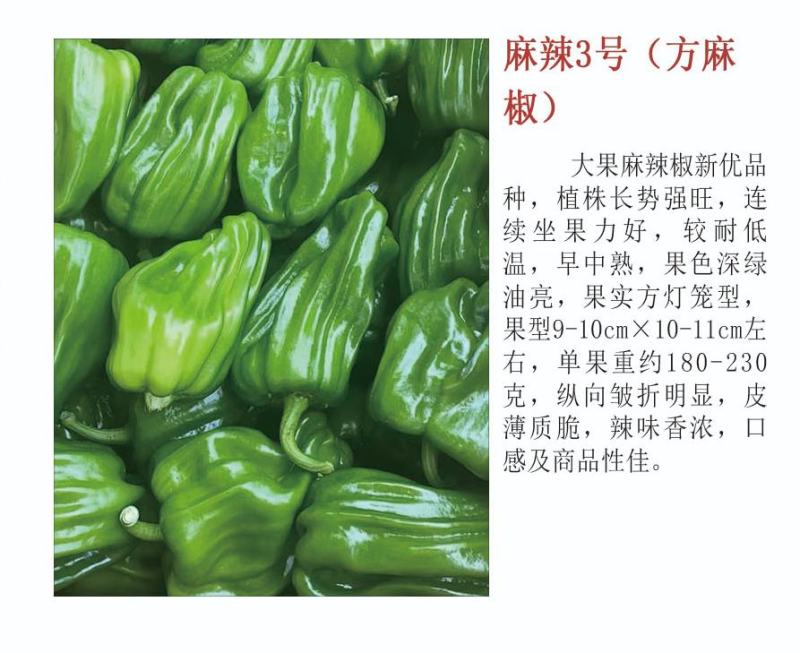 薄皮辣椒苗种子露天保护地栽培抗病毒连续坐果能力强高产大果