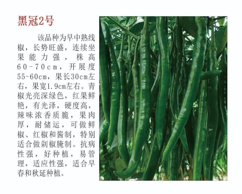 薄皮辣椒苗种子露天保护地栽培抗病毒连续坐果能力强高产大果