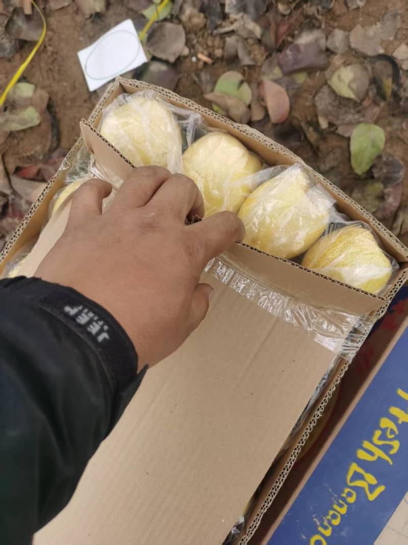 推荐山西原平酥梨脆甜多汁货源充足供全国商超市场批发