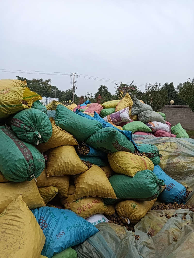 土榨高山小籽茶油产地直发量大从优欢迎实地考察