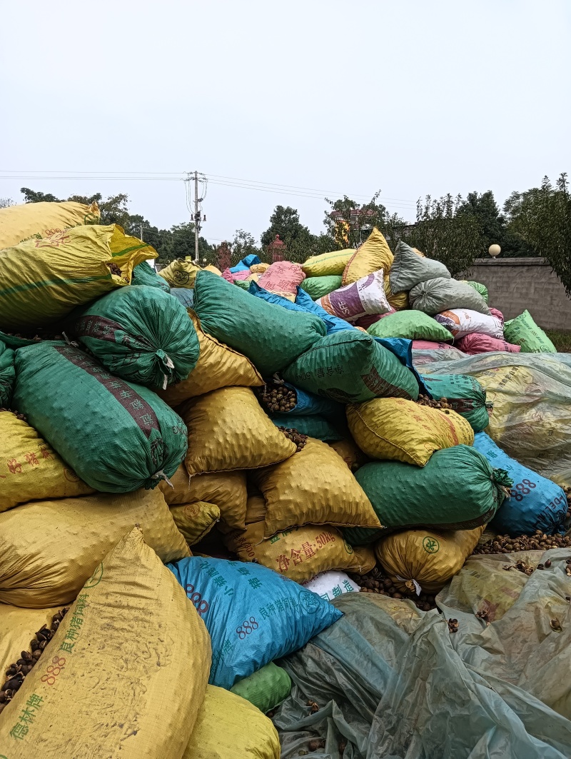 土榨高山小籽茶油产地直发量大从优欢迎实地考察