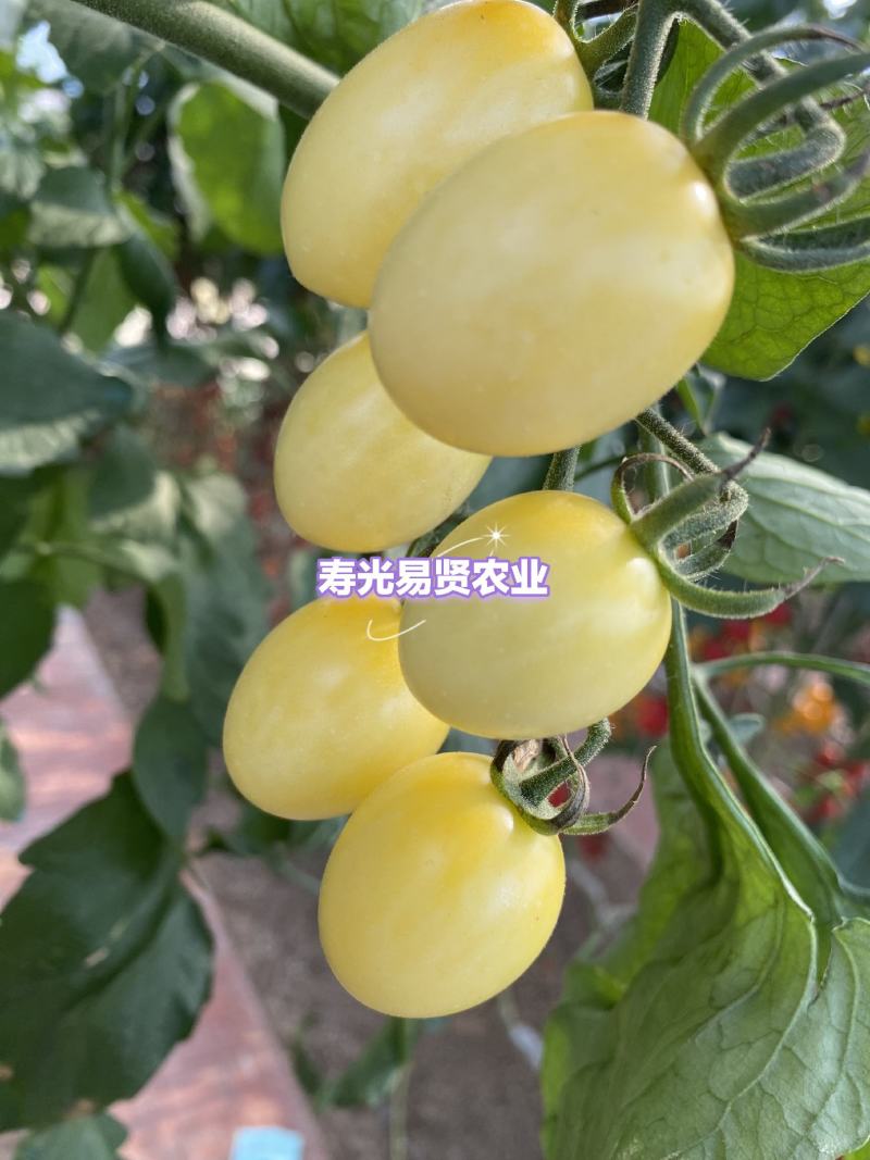 圣女果番茄苗樱桃小番茄苗水果番茄苗小西红柿苗山东潍坊寿光