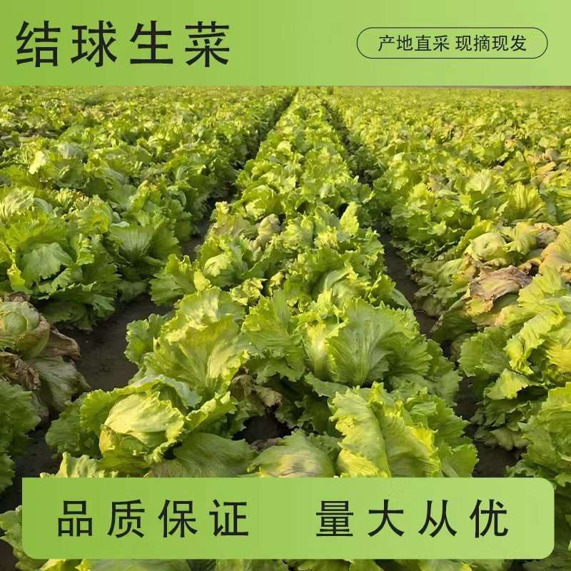 山东生菜球大叶生菜球大量上市生菜电商代发产地直发
