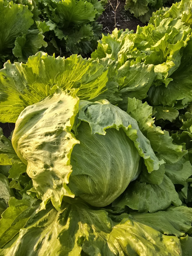 山东生菜球大叶生菜球大量上市生菜电商代发产地直发