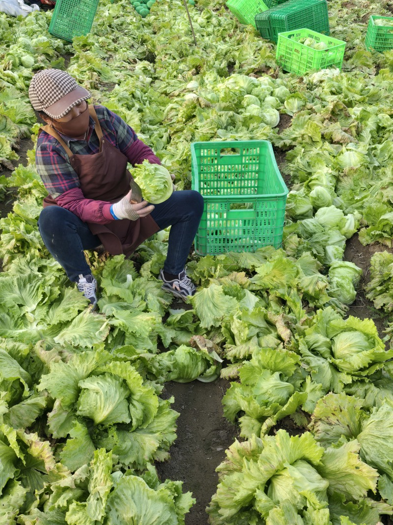 山东生菜球大叶生菜球大量上市生菜电商代发产地直发