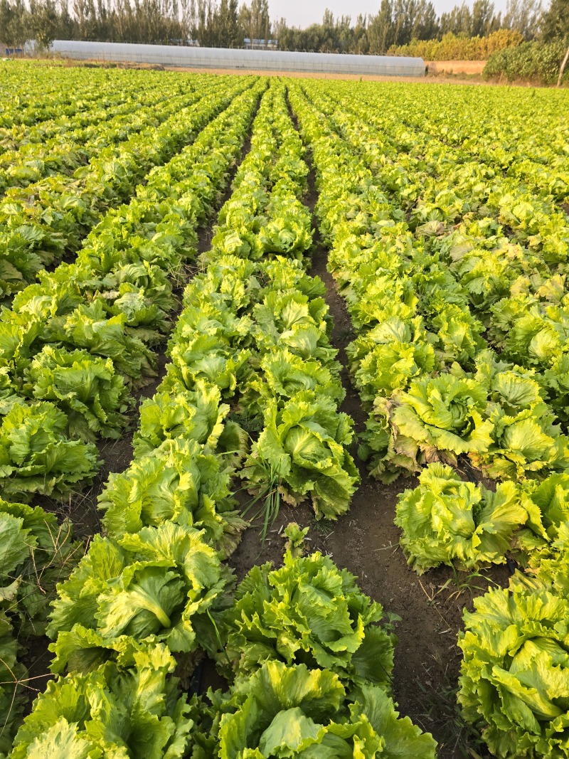 山东生菜球大叶生菜球大量上市生菜电商代发产地直发