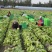 山东生菜球大叶生菜球大量上市生菜电商代发产地直发