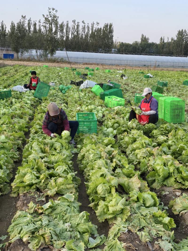 山东生菜球大叶生菜球大量上市生菜电商代发产地直发