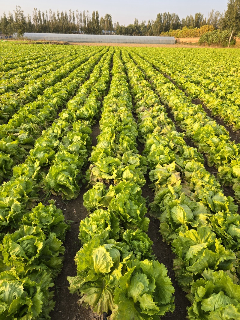 山东生菜球大叶生菜球大量上市生菜电商代发产地直发