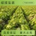 【生菜球】山东产地直供,精品球生菜圆生菜球无烧心量大从优