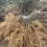【热销】四川苍溪县实生猕猴桃苗优质砧木基地直发可实地考察