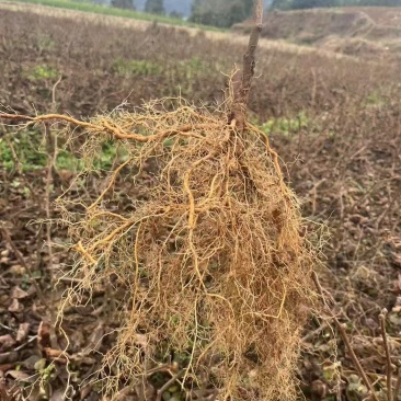 【热销】四川苍溪县实生猕猴桃苗优质砧木基地直发可实地考察