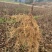 【热销】四川苍溪县实生猕猴桃苗优质砧木基地直发可实地考察