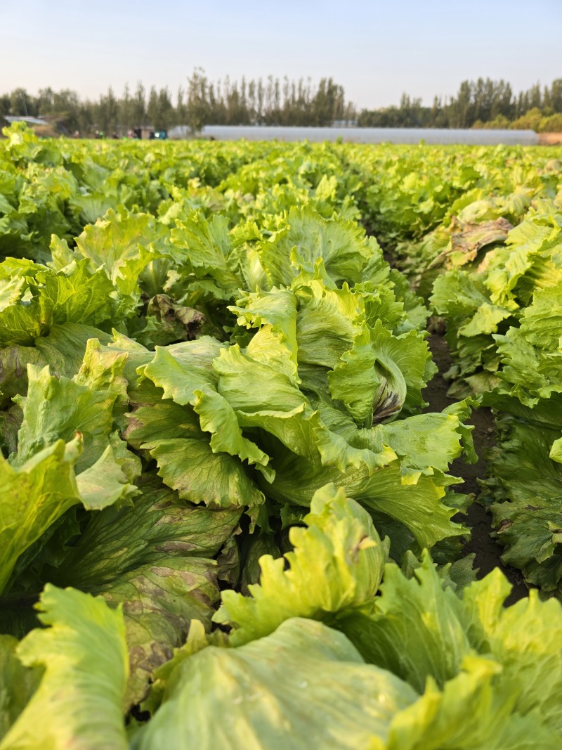 【生菜球】山东产地直供，精品球生菜圆生菜球无烧心量大从优