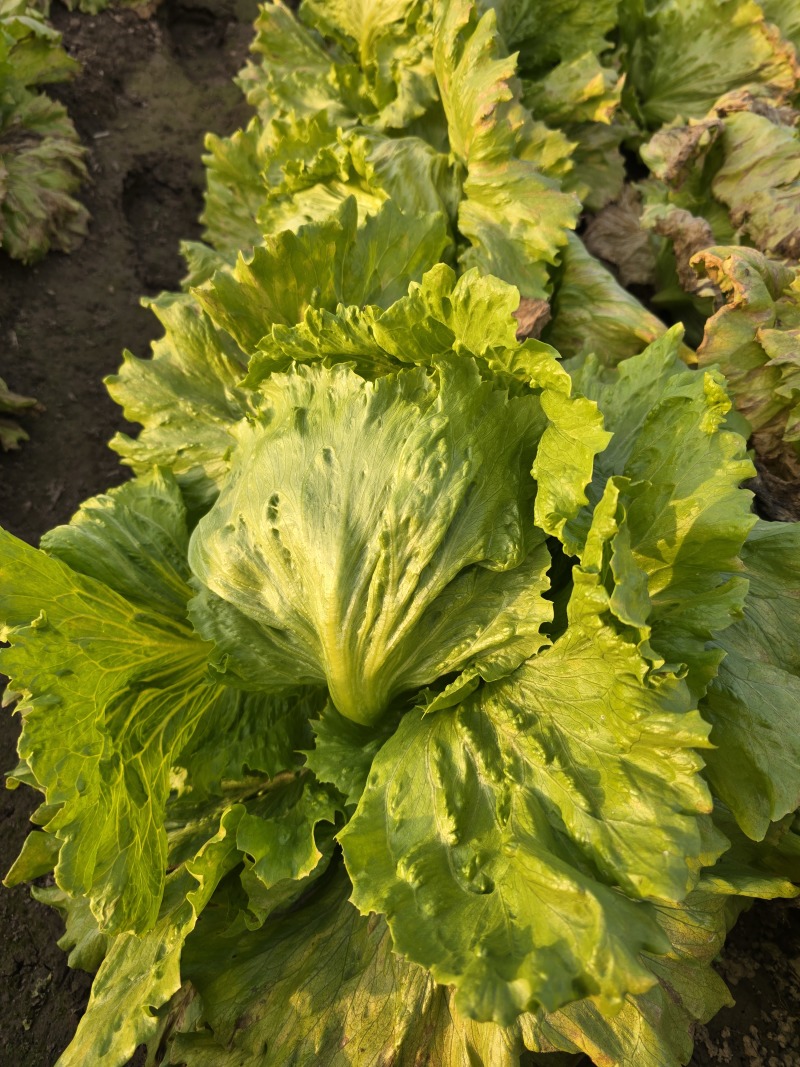 【生菜球】山东产地直供，精品球生菜圆生菜球无烧心量大从优