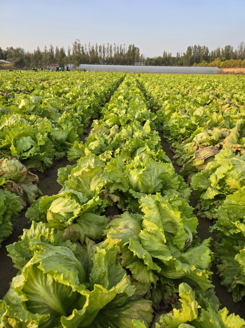 【生菜球】山东产地直供，精品球生菜圆生菜球无烧心量大从优