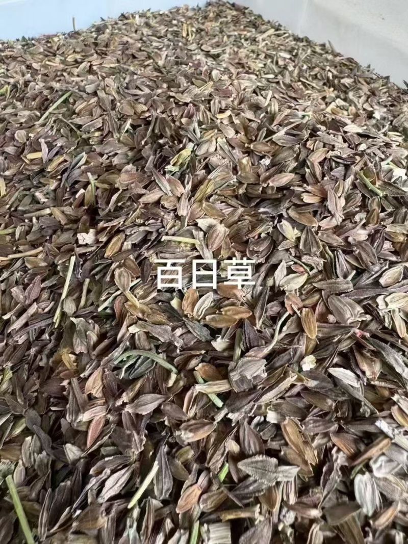 百日草花种子多花色混播庭院景观花海四季易种工程绿化