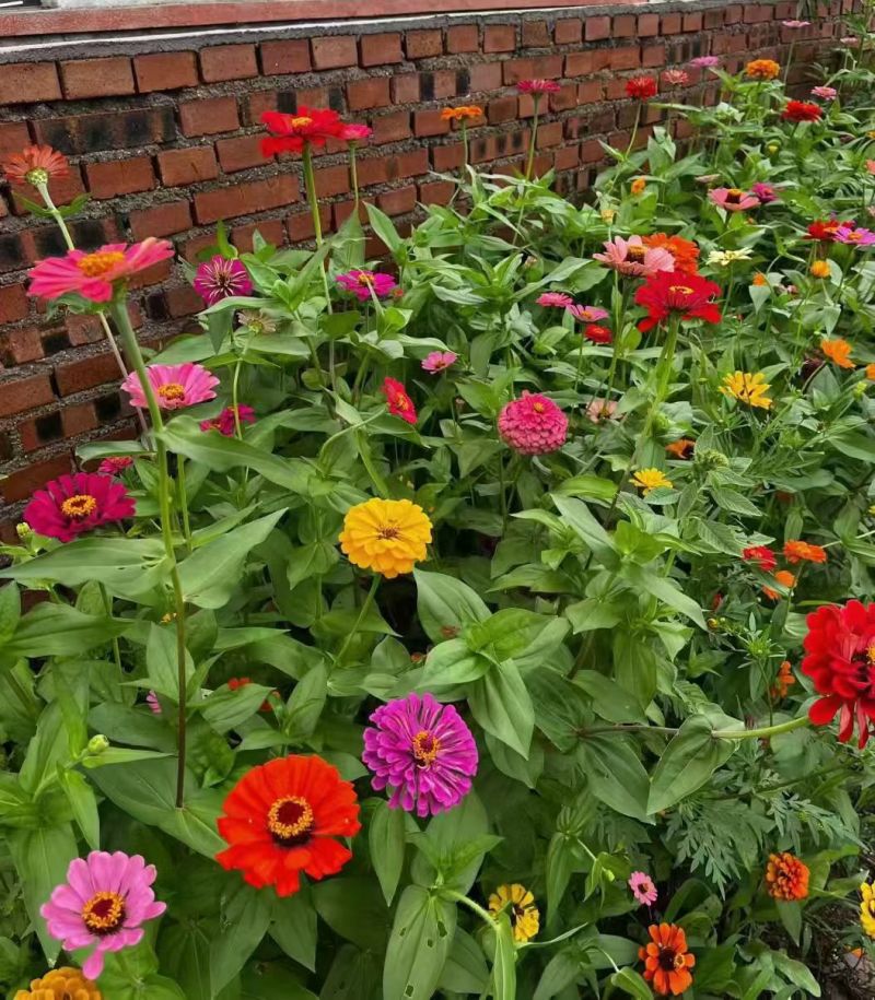 百日草花种子多花色混播庭院景观花海四季易种工程绿化