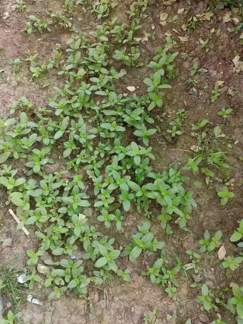 百日草花种子多花色混播庭院景观花海四季易种工程绿化