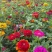 百日草花种子多花色混播庭院景观花海四季易种工程绿化