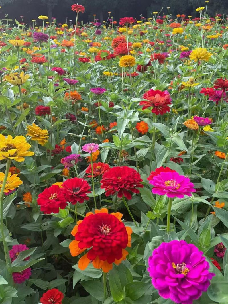 百日草花种子多花色混播庭院景观花海四季易种工程绿化