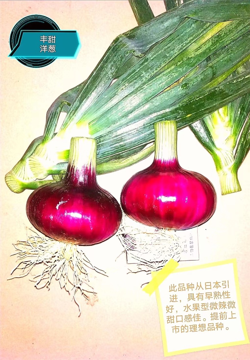 洋葱苗水果洋葱苗开始供应微辣微甜口感特别好早熟紫皮