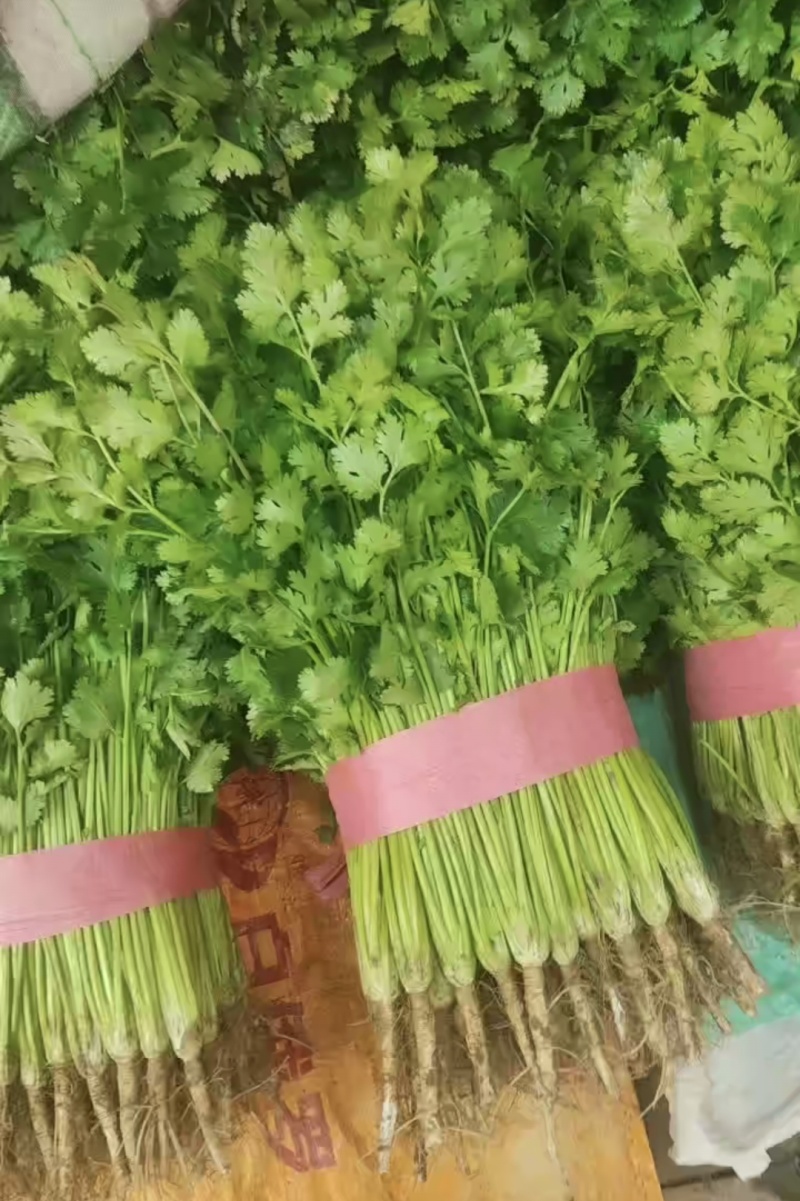 超市精品香菜，30到40厘米左右，价格实惠。品质保证