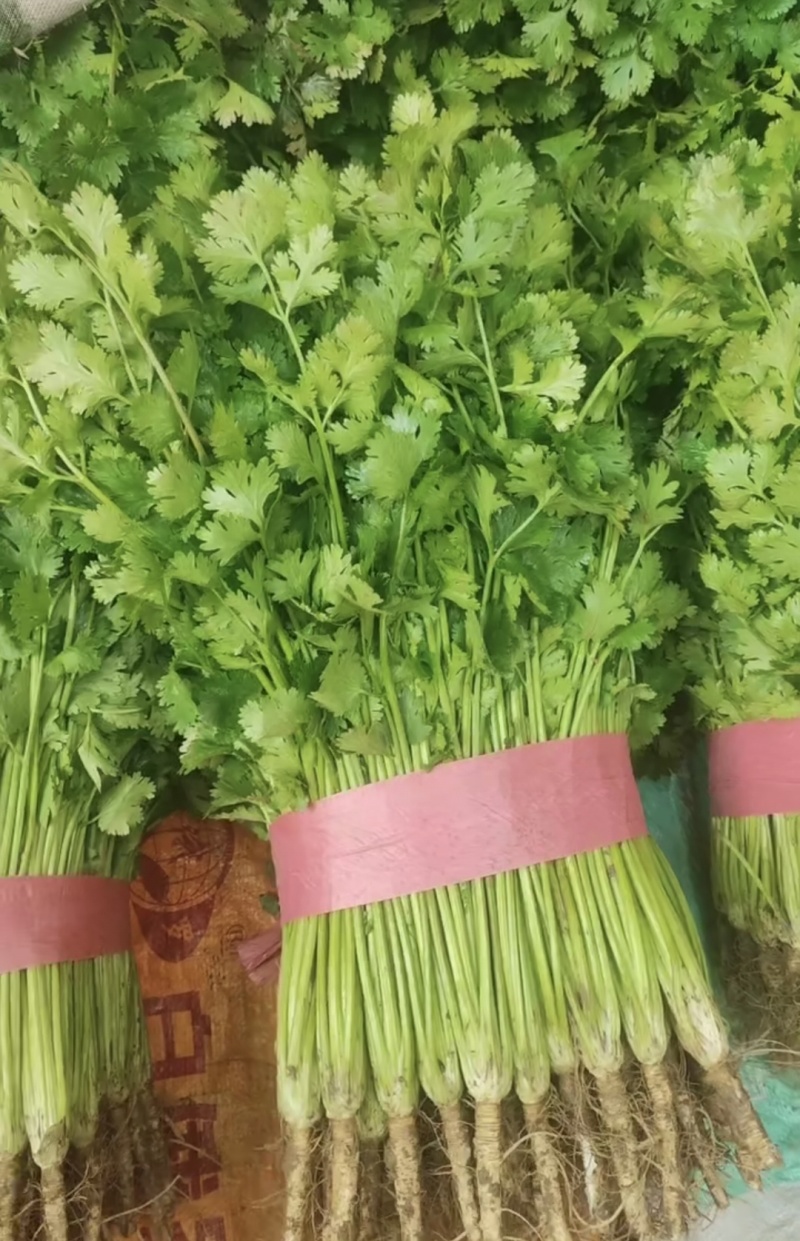 超市精品香菜，30到40厘米左右，价格实惠。品质保证